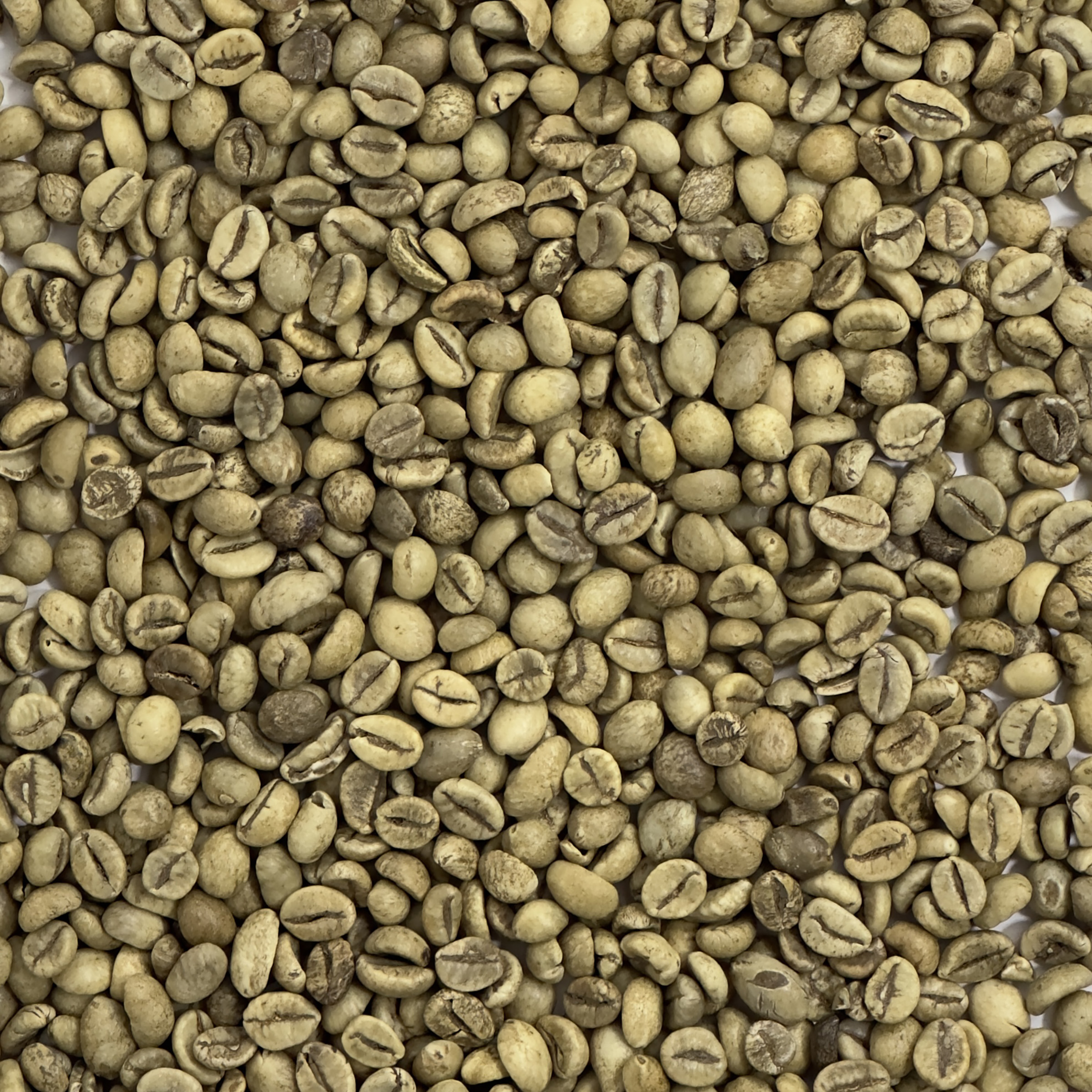 Arabica