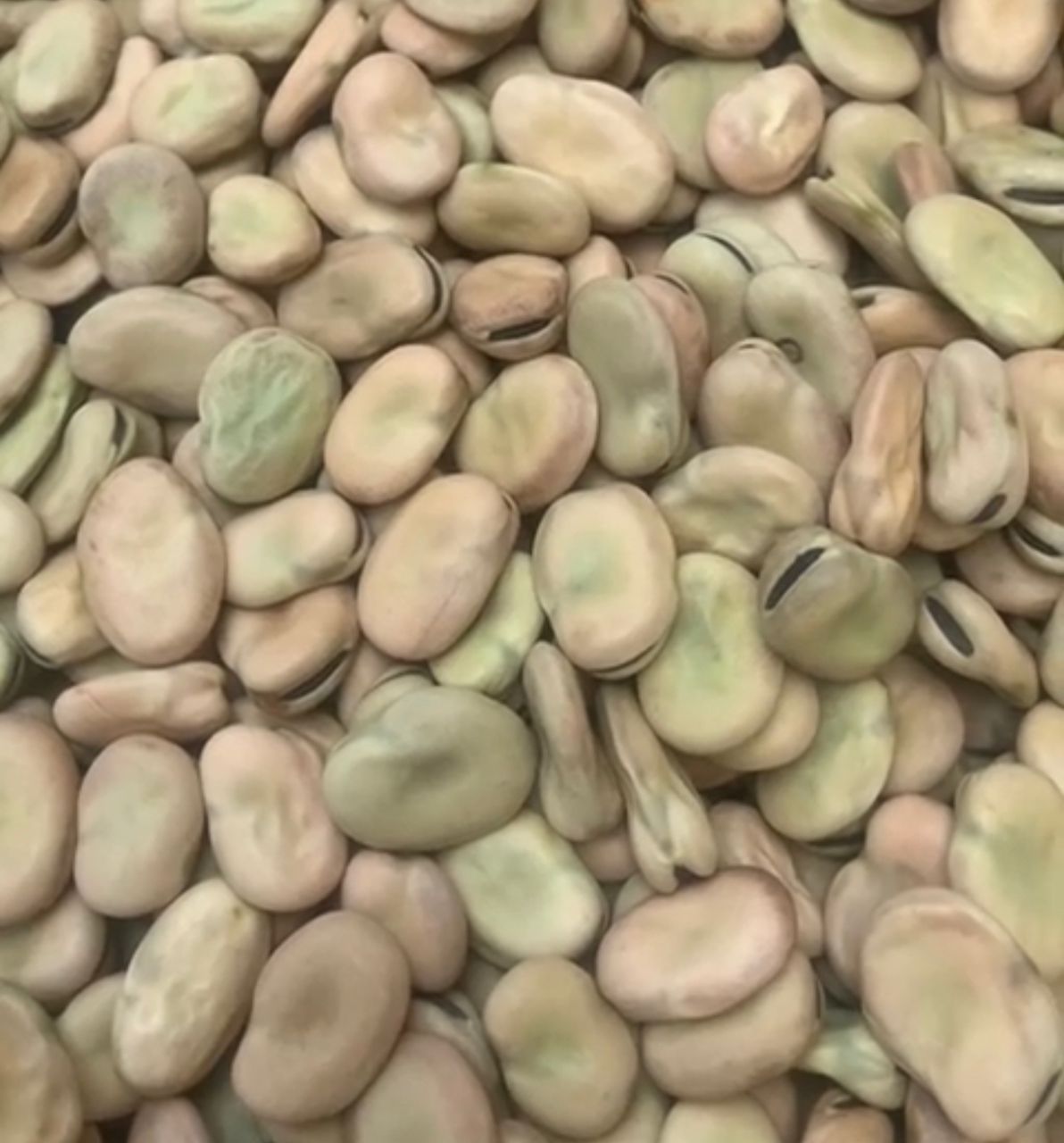 Horse Bean (Fava bean)