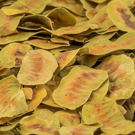 Senna Pods